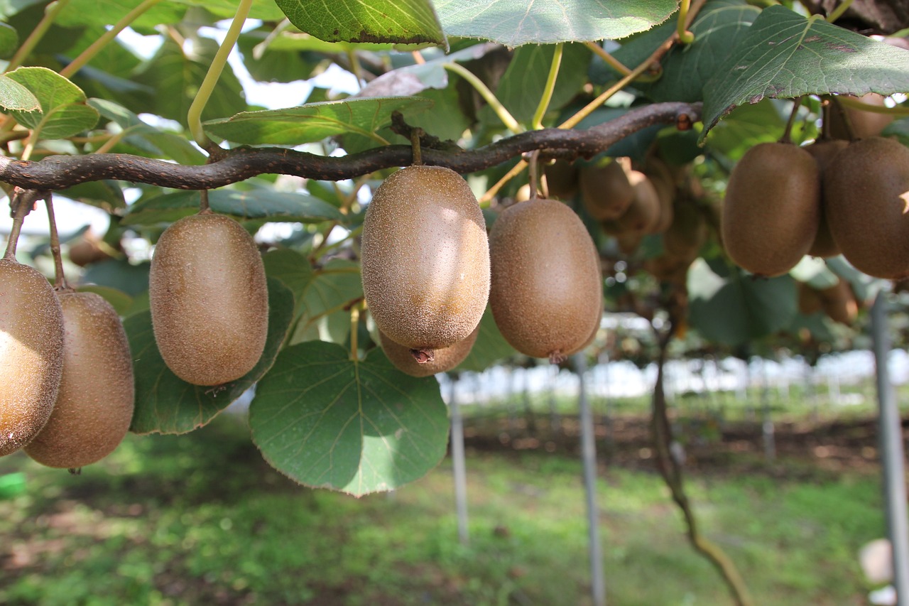 Découvrir les bienfaits des fruits et légumes de saison 